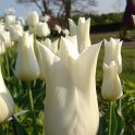 Tulipa fleur de lis 'White Triumphator' PB 16